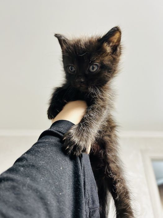 Отдам котенка  в добрые руки