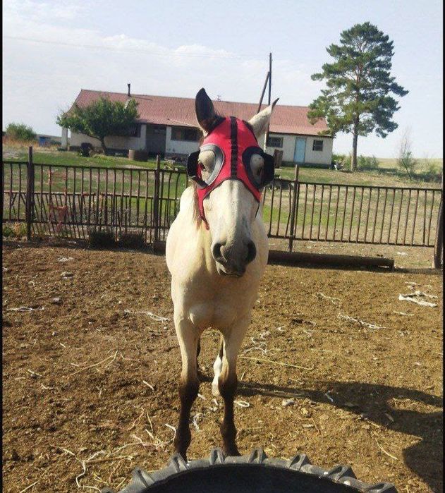 Продам красное скаковое седло бабочка