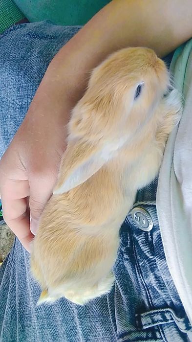 Iepurasi cap de leu pitic