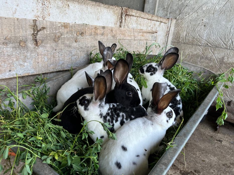 iepuri rex dalmatian