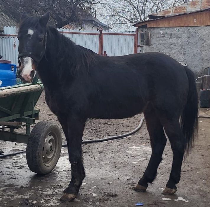 Vând cal de 6 ani