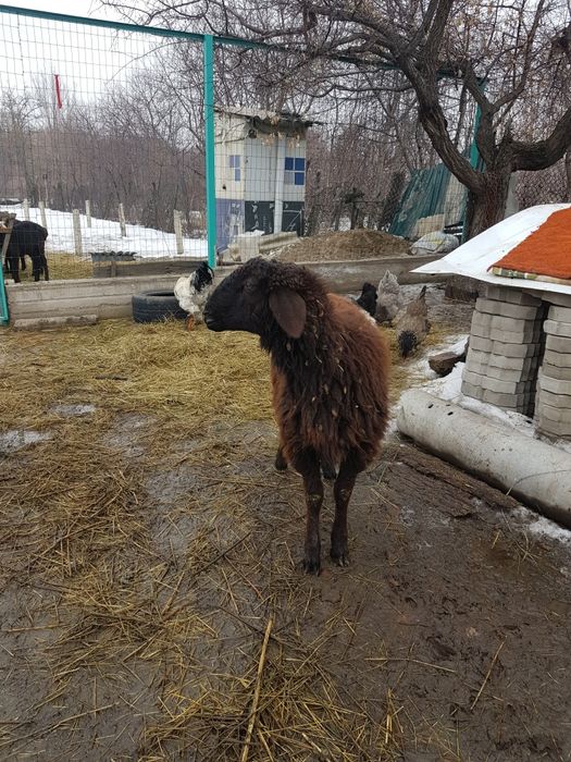 Тоқты тоқты тоқты