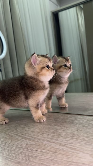 Мушукчалар