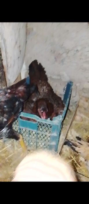 Курик тауык сатылады