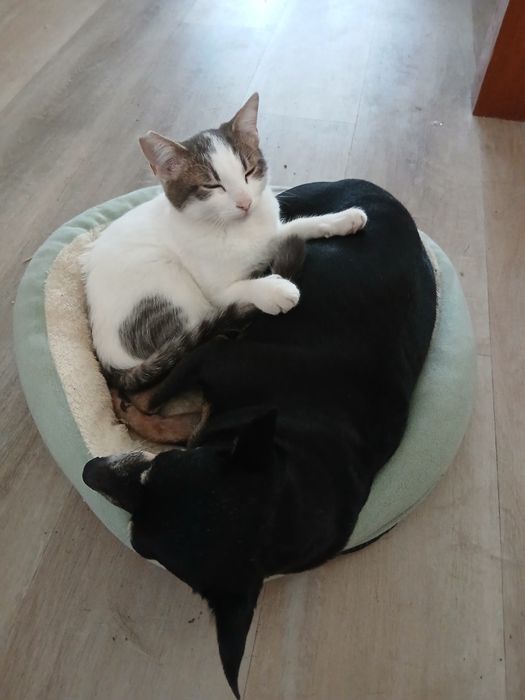 Коте-мечта  спешно търси дом