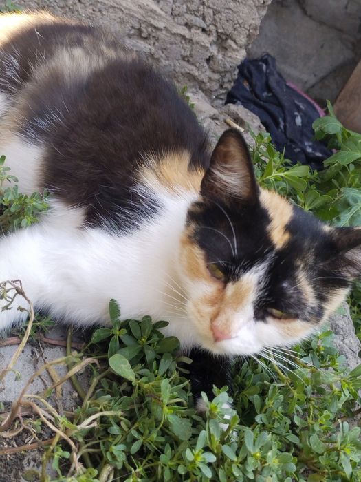 Отдам даром кошечку