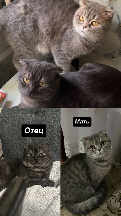 Шотландские котята