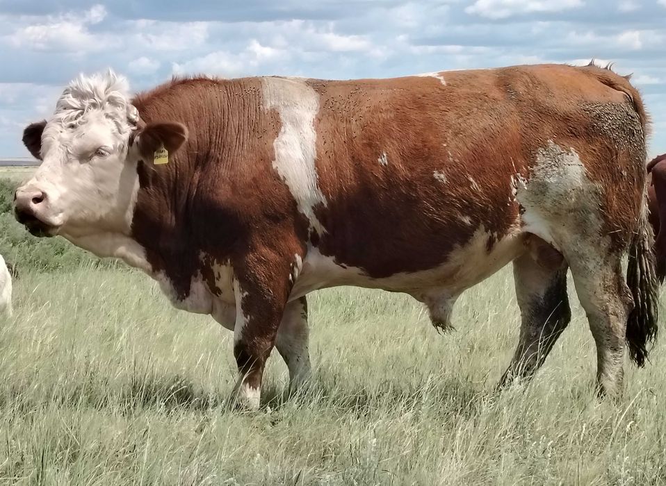 Продам Быка-производителя