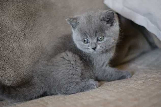 British Shorthair Blue