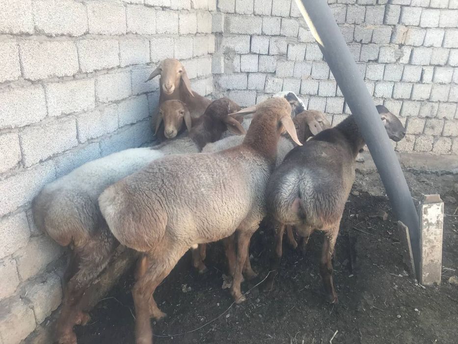 Aqiqa va marosimlar uchun qoy qochqorlar