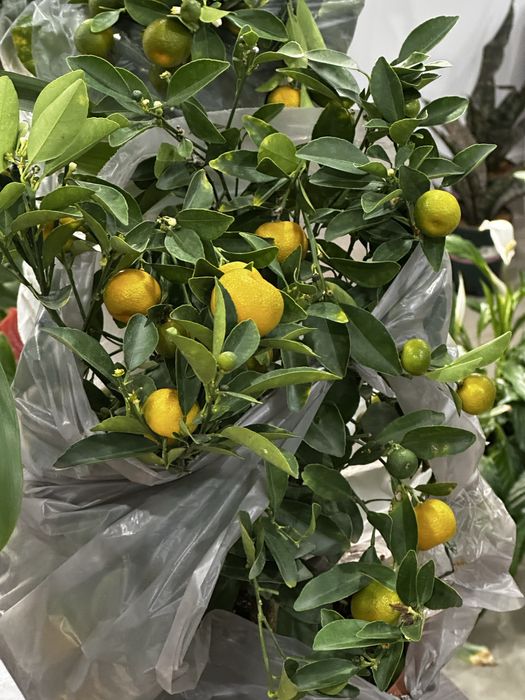 Мандарины с цветами и плодами 50-60 см