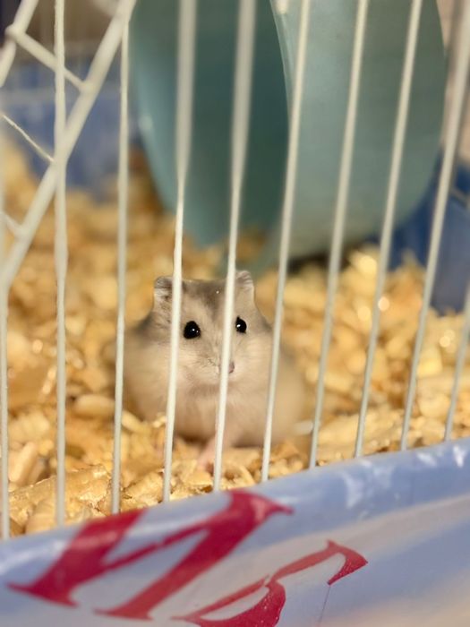 Продам клетка для хомяков село Коянды, город Астана, Казахстан