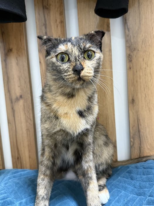 Отдам кошку в добрые руки