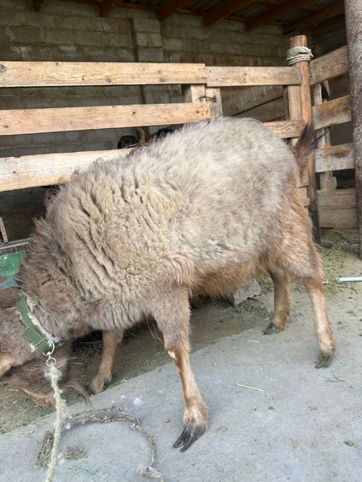 Семіз ешкі.