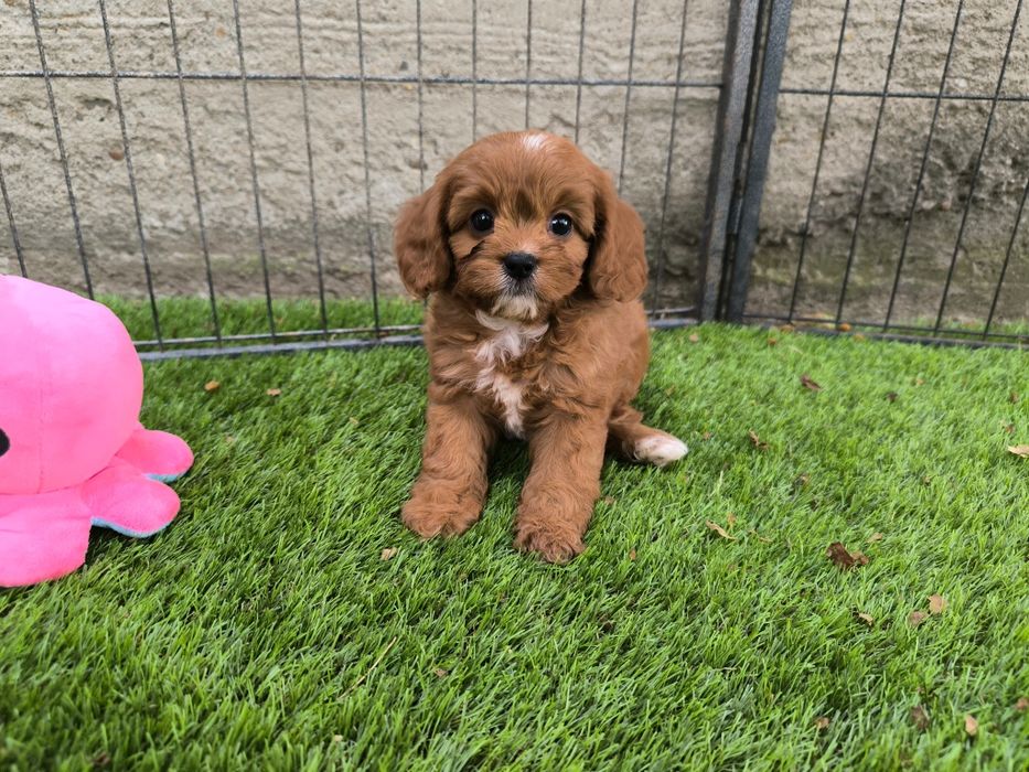 Vand fetita Cavapoo f1 mini