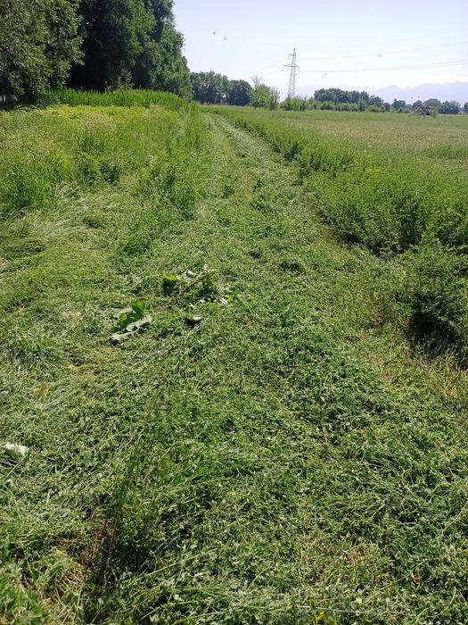 Жоңышқа бірінші шабылым