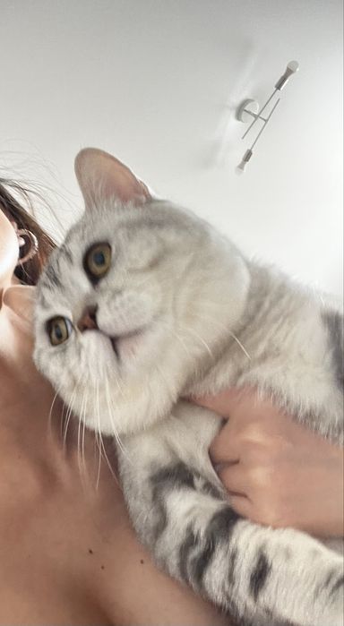 Отдам кота кострирован