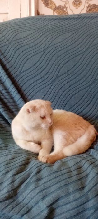 Кошка беллый продия