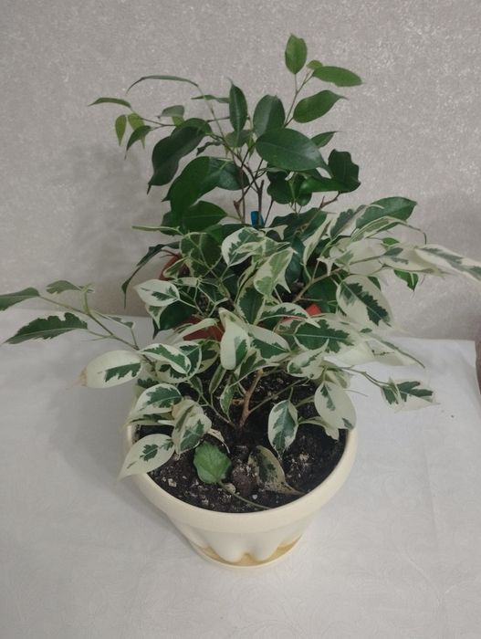 Фикусы разных сортов, район Евразии