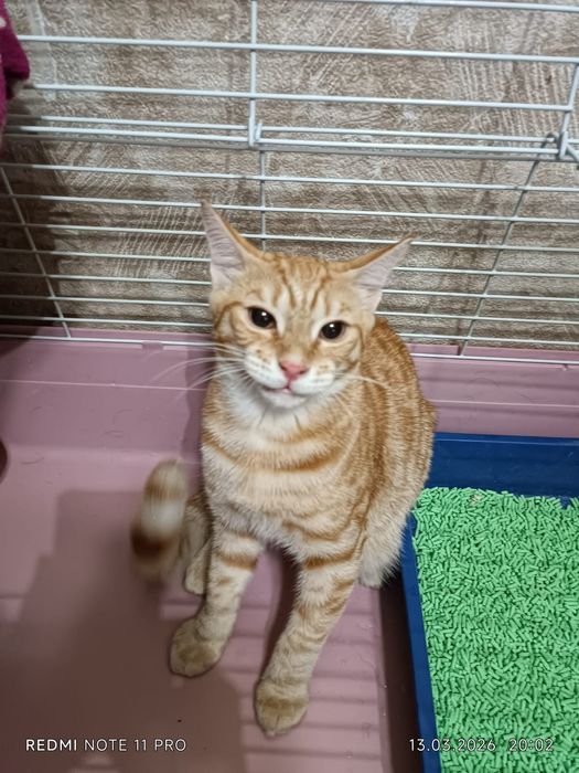 Отдам котика в хорошие руки