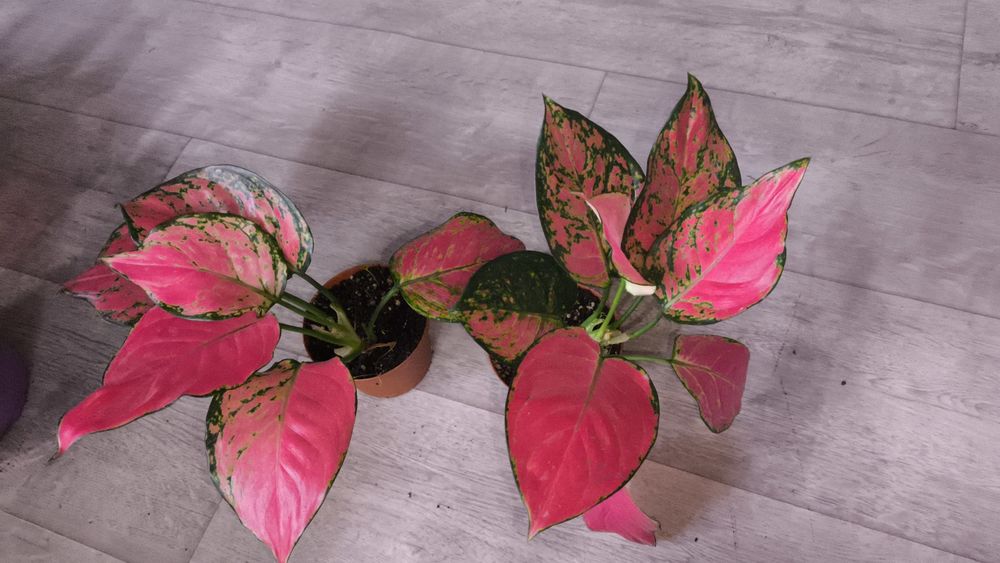 Цветы на подарки в  ассортименте