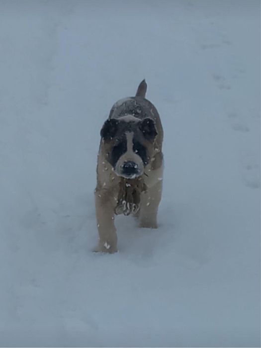 Продам собака Алабай