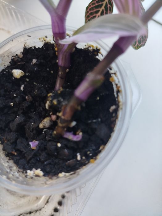 Продам традесканцию Нанук