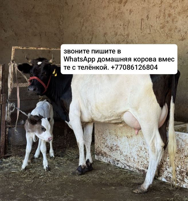 Продаю домашнего корова с телёночку.