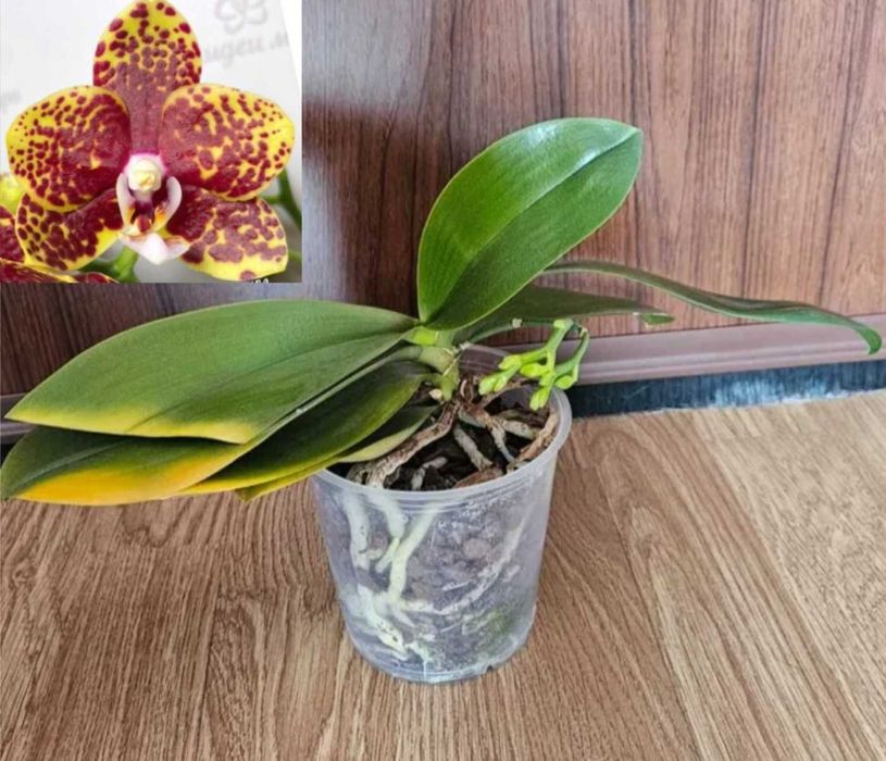 Орхидеи фаленопсис Black eye, Sogo Vivien, Bambula