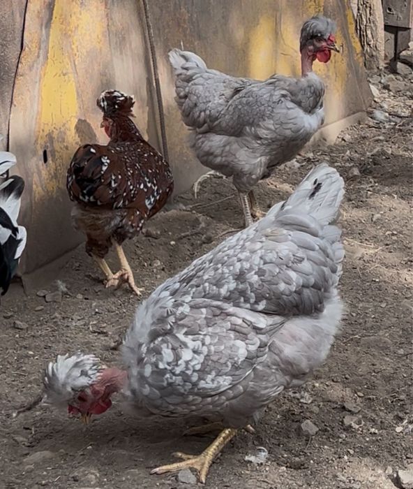 Oua incubat gaini motate golase