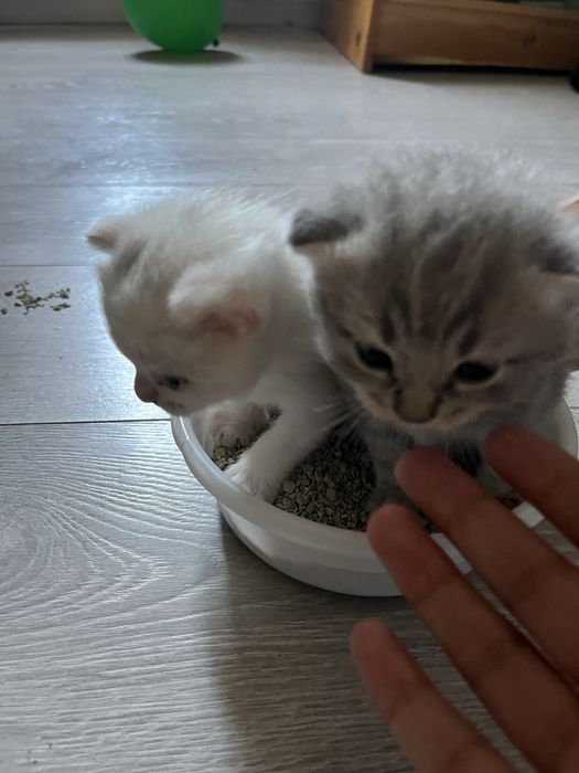 кошки британские вислоухии