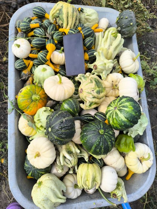 Декоративная тыква