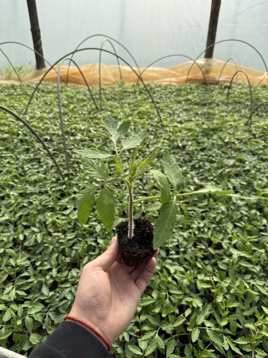 Разсад домати