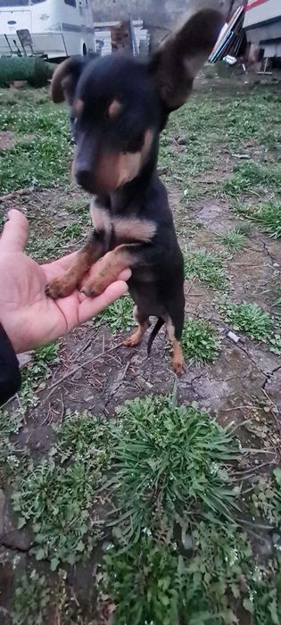 Пинчер женски роден 29.12 има паспорт и 3 ваксини