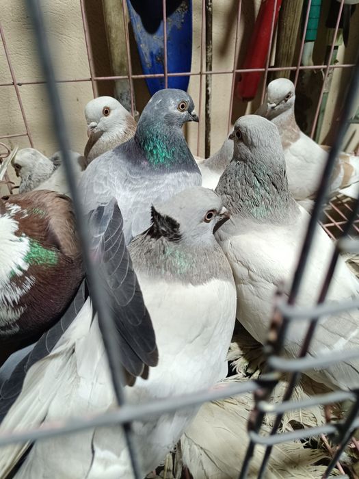 Голуби домашние разные