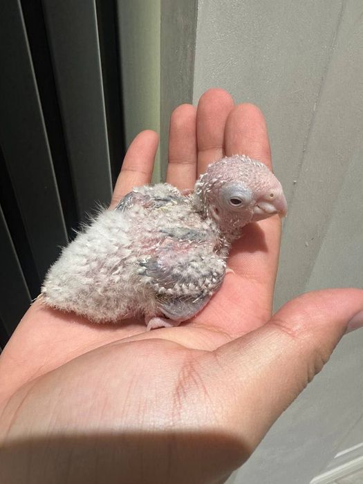 Perrura joʻjasi sotuvda