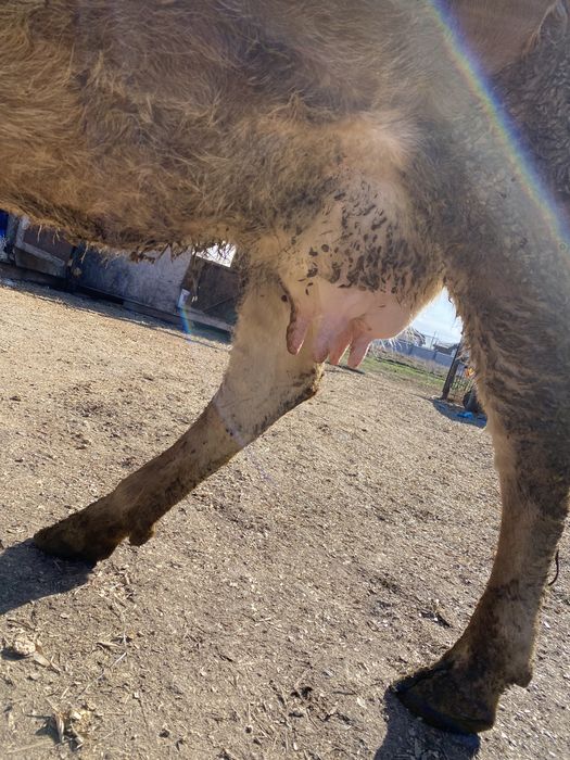 Продам корову с теленком