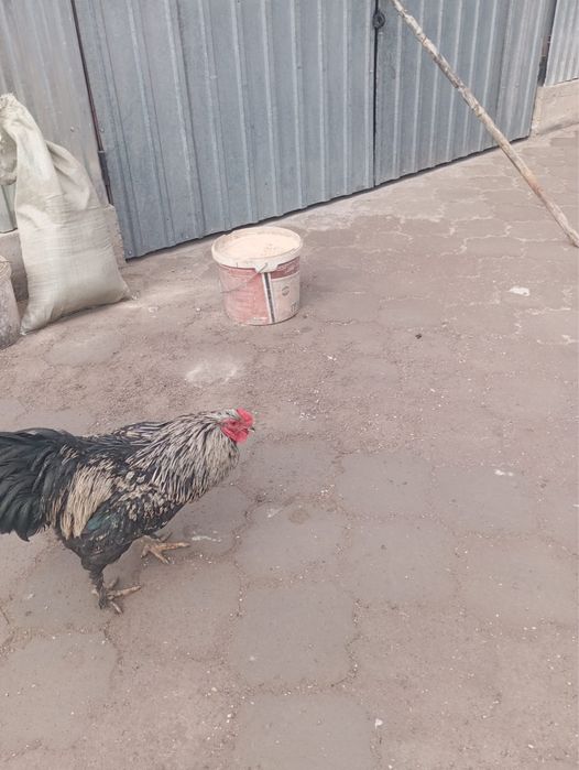 продам кур, уток