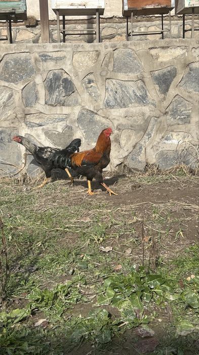 4 та куланги/брама 4ta kulangi/brama