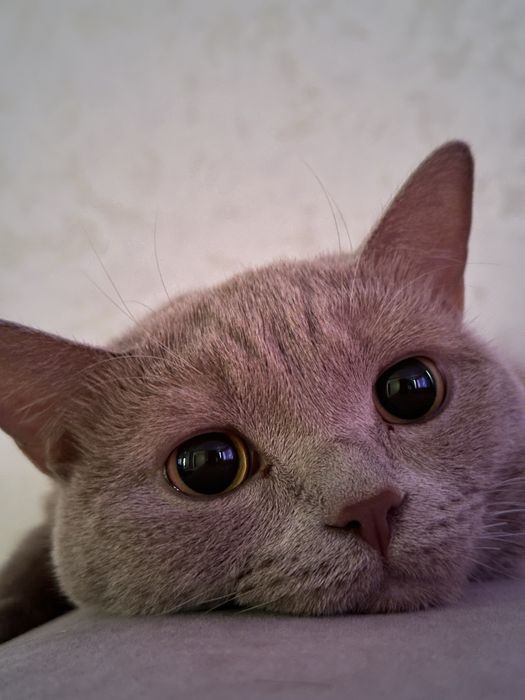 Срочно продам кот