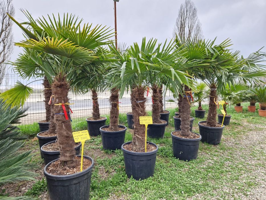 Palmieri rezistenti la minus 18-20grade