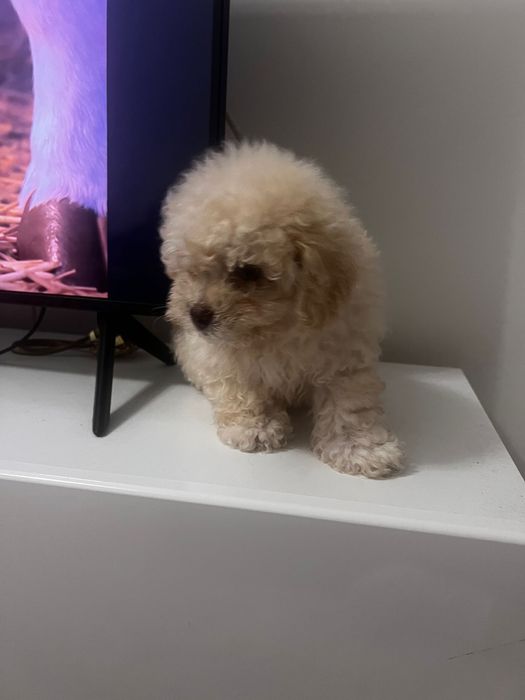 Maltipoo de Pluș