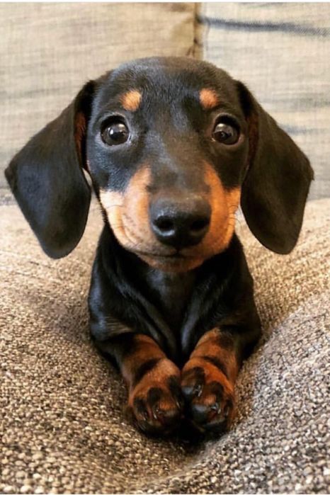 Продается щенок таксы