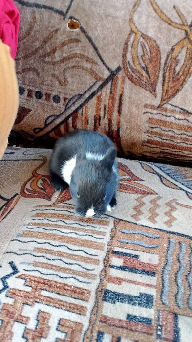 Кролик декаративныи