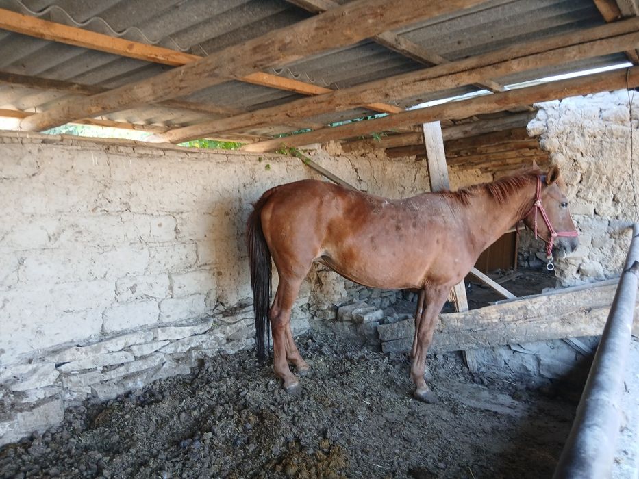 Байлау семиз айгыр бие бар