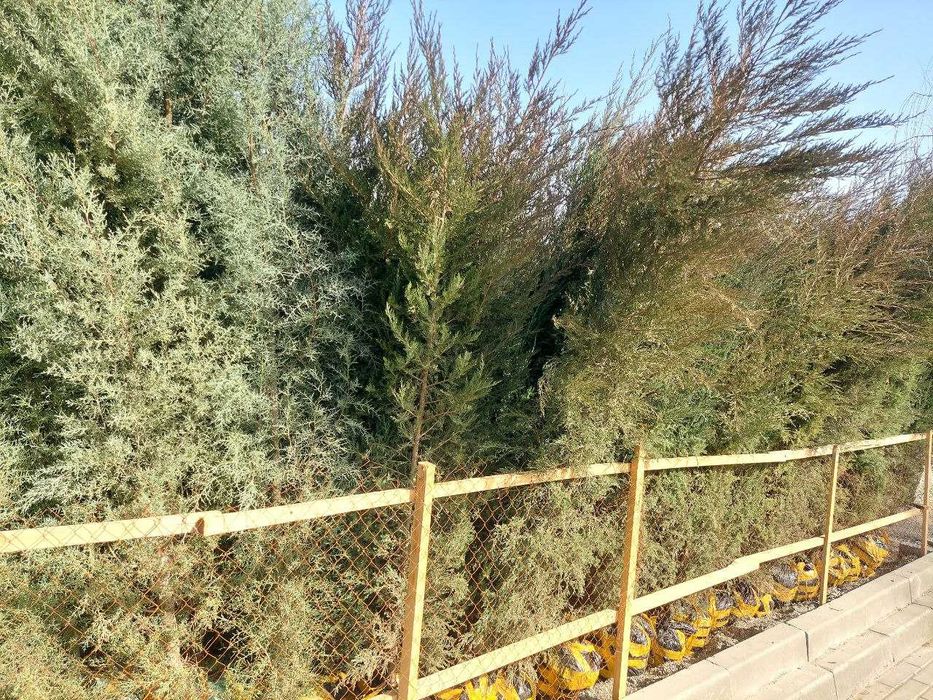 Можжевельниклар аксия нархларда