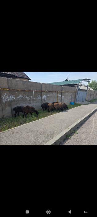 10бас қойлар сатылады
