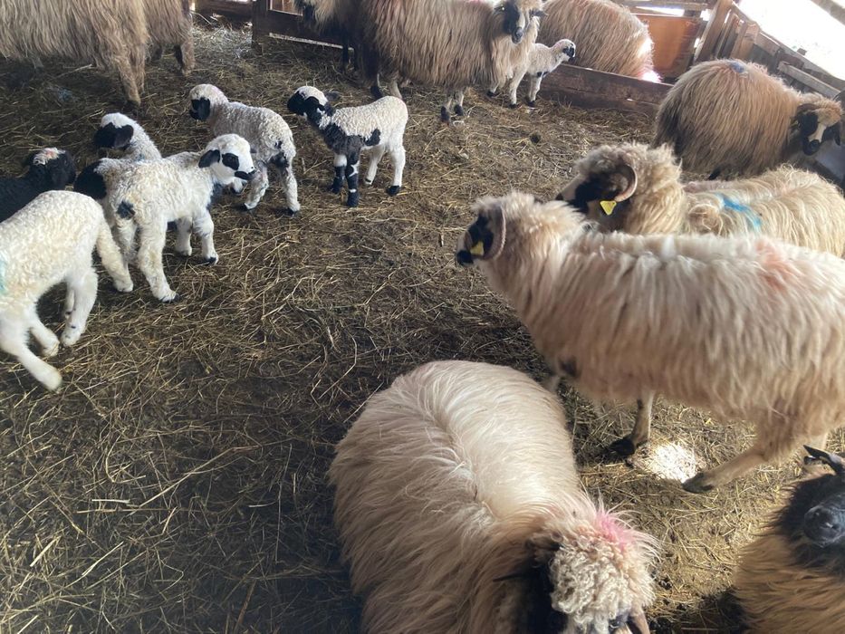 Vand 30 de oi breze si oachise