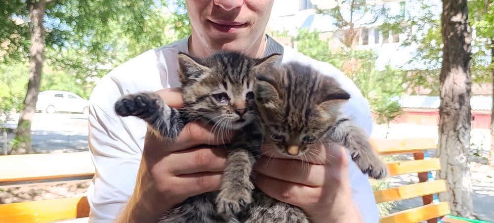 Отдаются котята в добрые руки