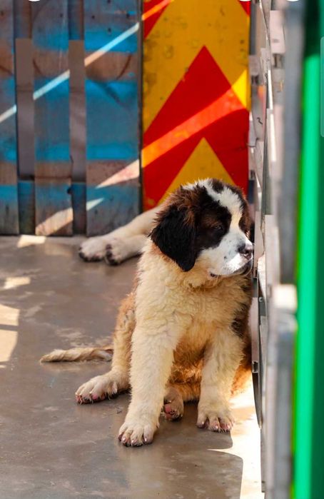 Saint Bernand 3 luni